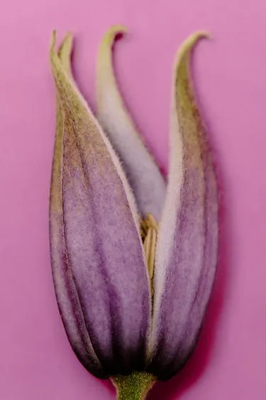 Туалетная вода twilight mauve 90 мл- Заказать в России