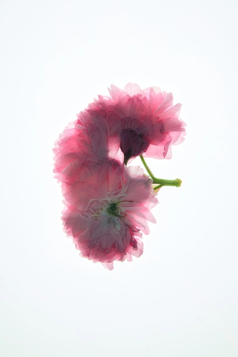 Violet blossom парфюмерная вода 90 мл