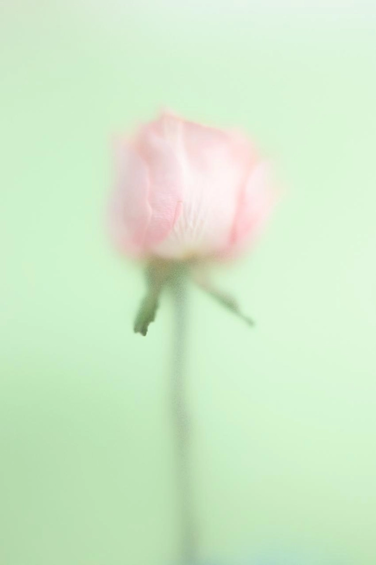 Wonder rose crush парфюмерная вода 90 мл