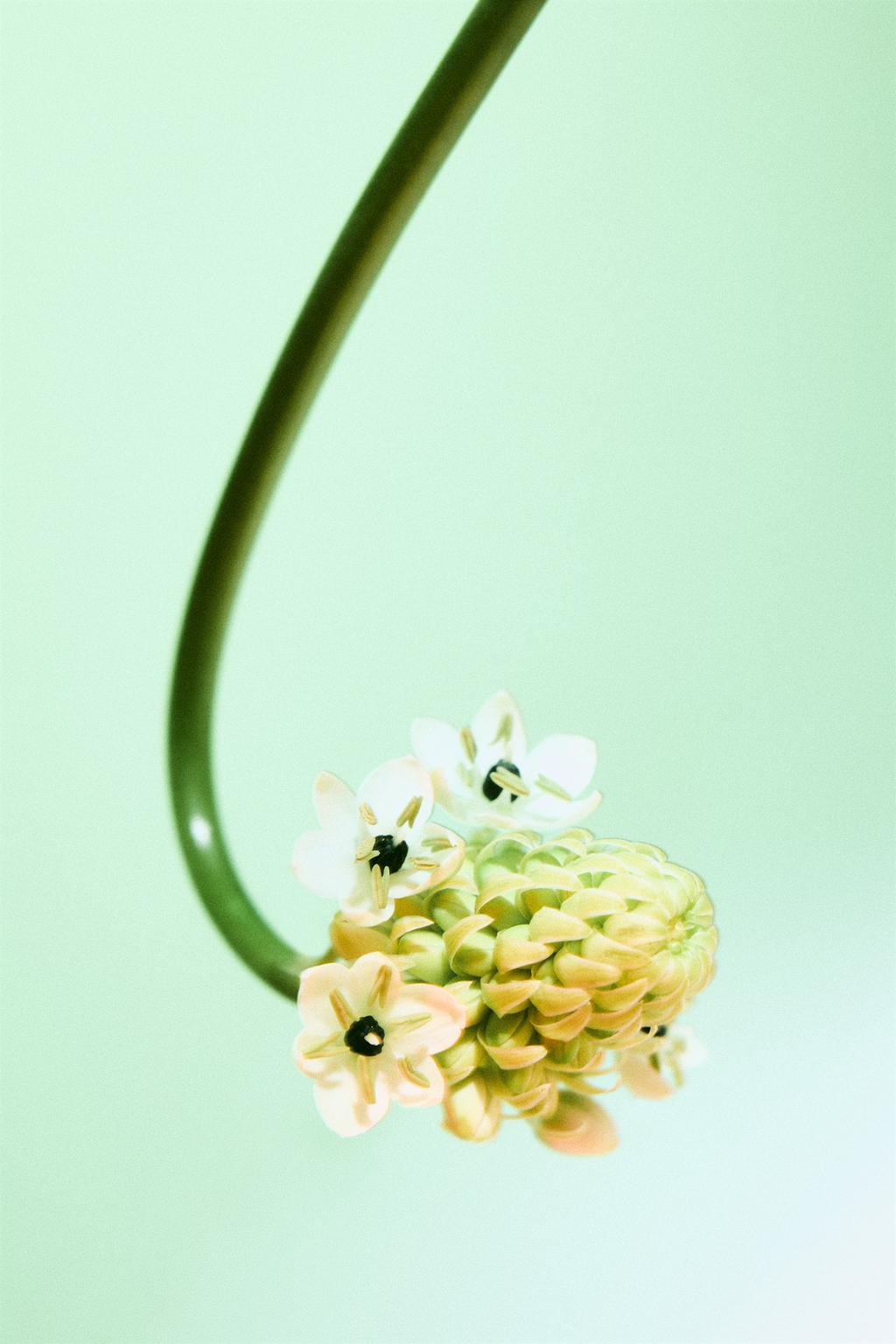Унисекс парфюм unusual flower объемом 100 мл (3.4 жидких унции).