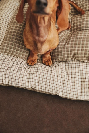 Верхняя одежда для питомца в клетчатом дизайне- Заказать в России