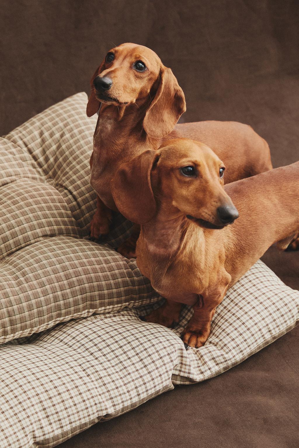 Верхняя одежда для питомца в клетчатом дизайне