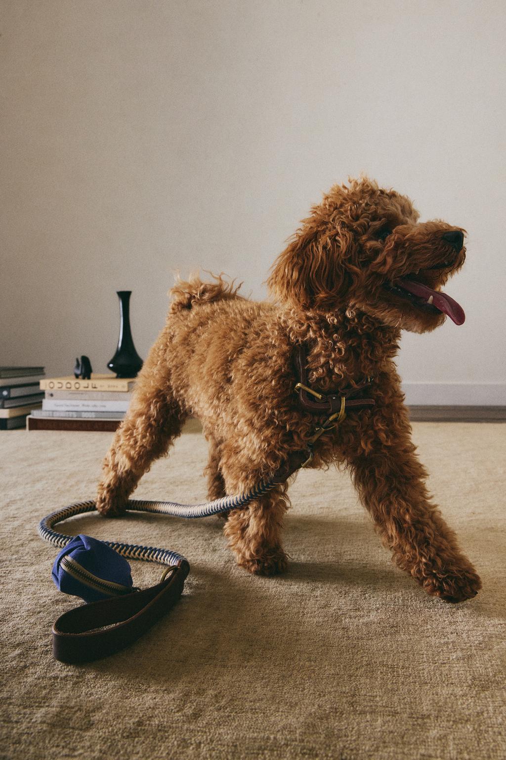 Диспенсер для пакетов собаки