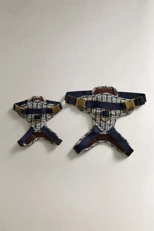 Петливый питомец в клетчатом ошейнике- Заказать в России