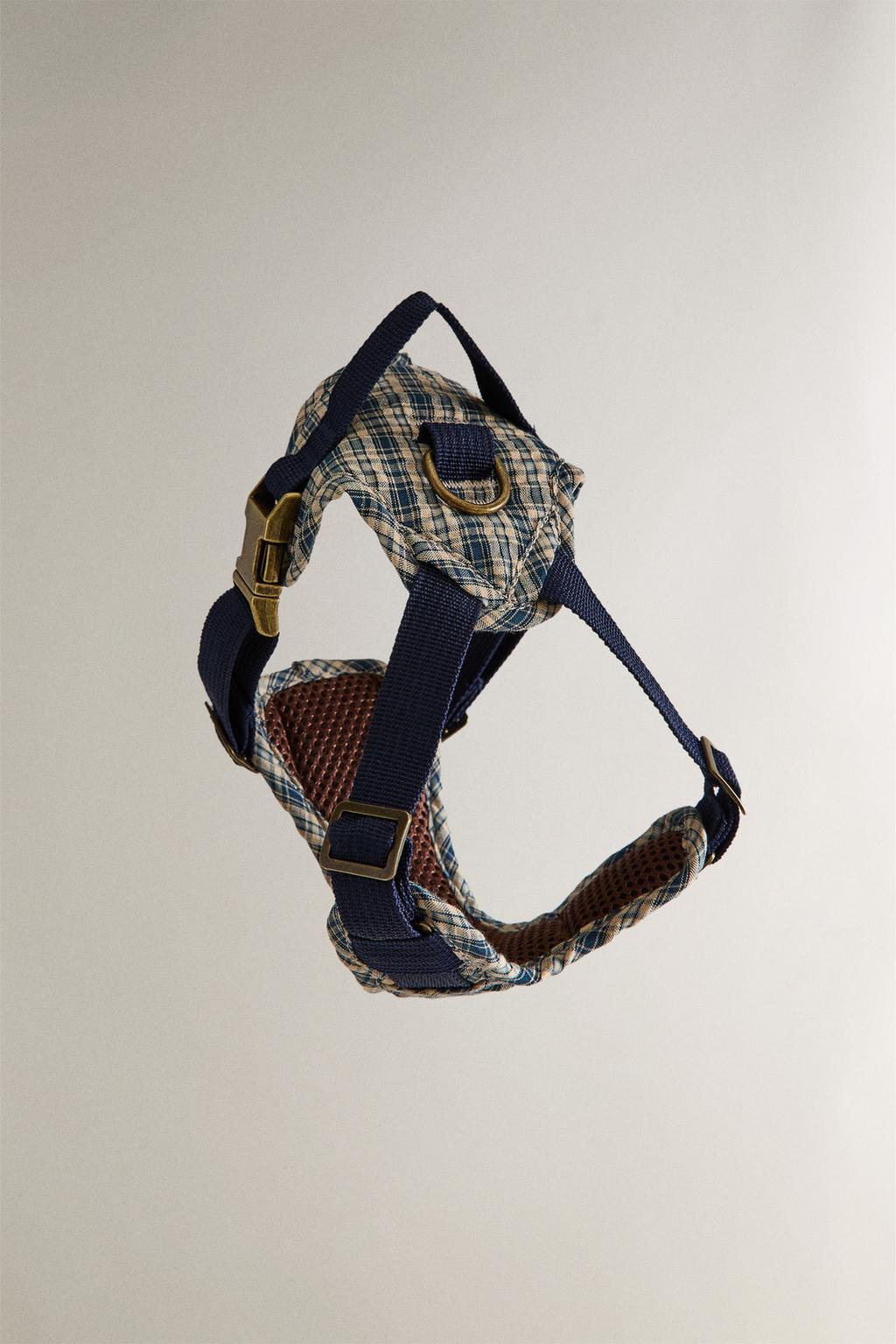 Петливый питомец в клетчатом ошейнике