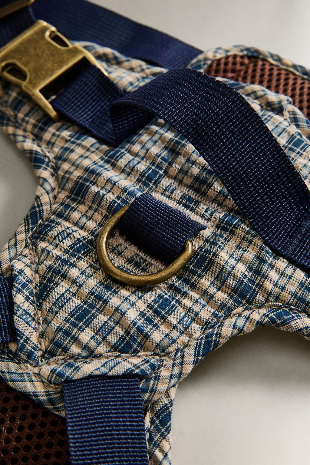 Петливый питомец в клетчатом ошейнике