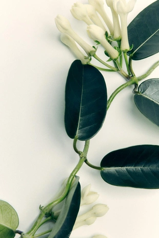 Туалетная вода COCONUT JASMINE SUGAR объемом 50 мл- Заказать в России