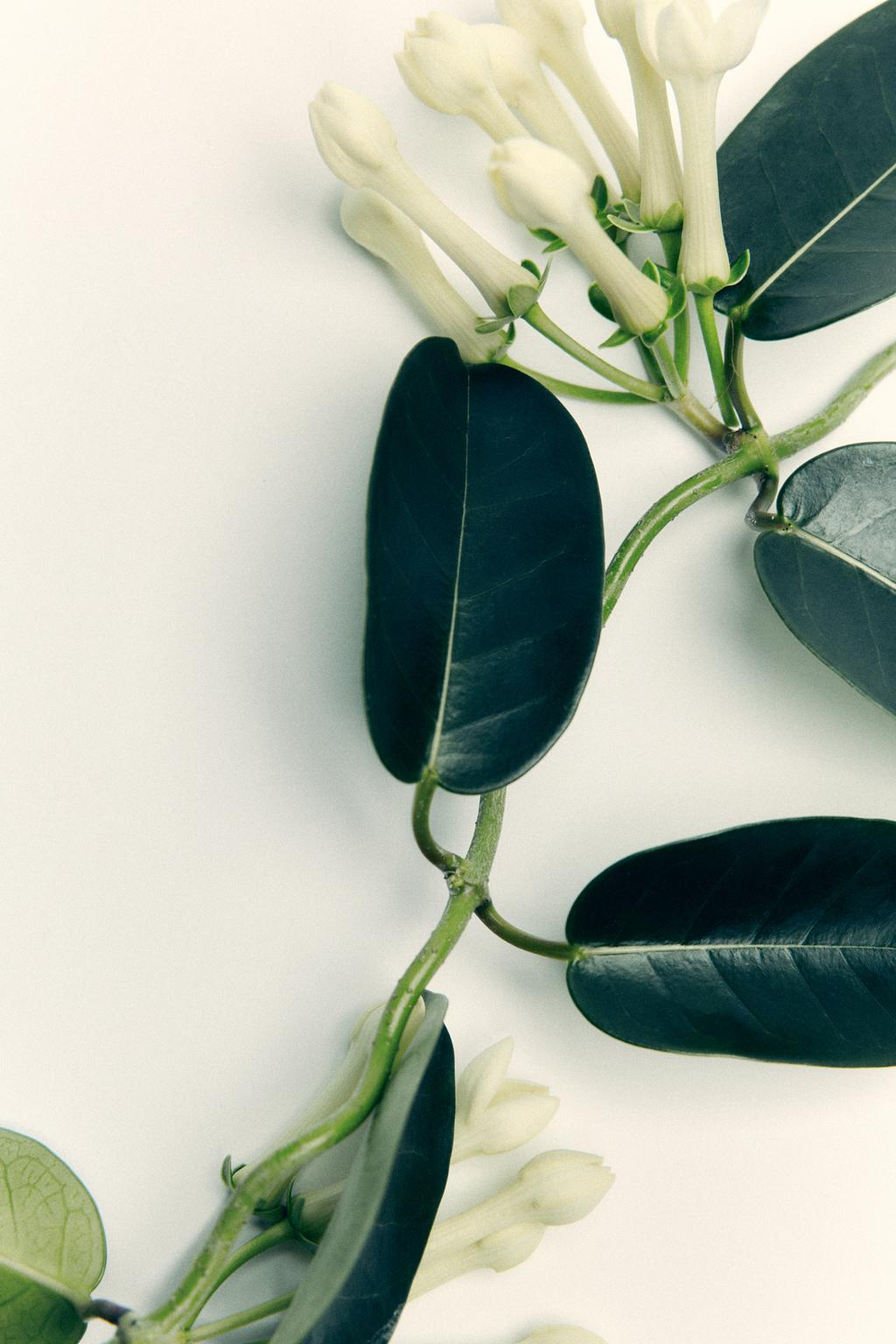 Туалетная вода coconut jasmine sugar объемом 50 мл