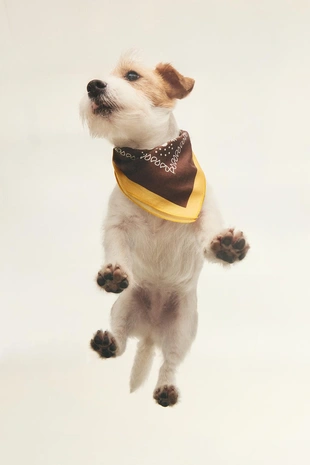 Хлопковая бандана для питомца с пейсли- Заказать в России