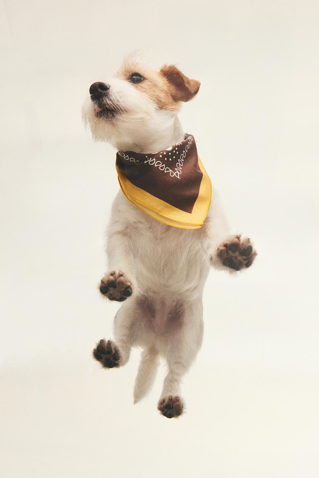 Хлопковая бандана для питомца с пейсли