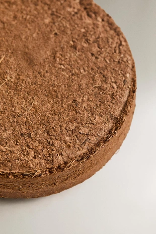 Набор для выращивания семян черной сосны- Заказать в России