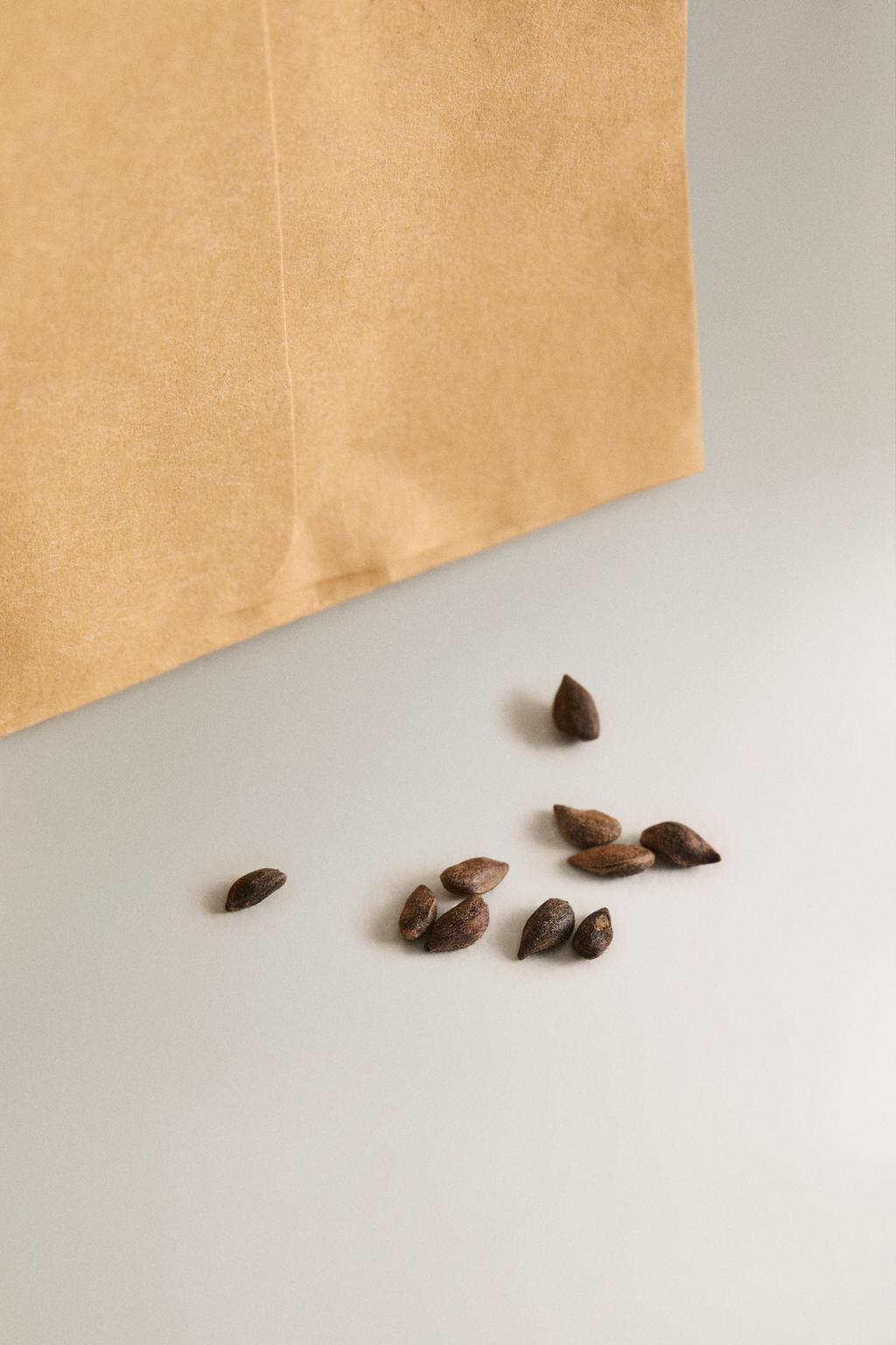 Набор для выращивания семян черной сосны