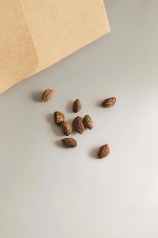 Набор для выращивания семян ели- Заказать в России