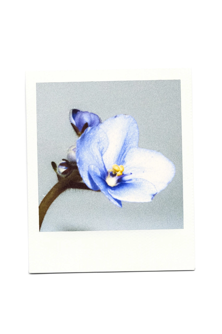 Парфюм violet blossom winter edp 90 мл