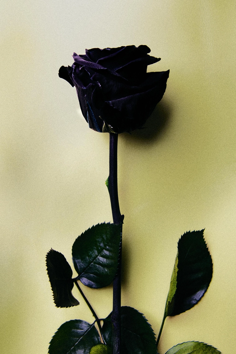 Suede & dark roses парфюмерная вода 80 мл