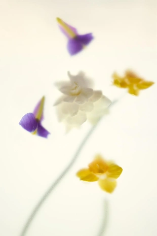 Парфюмированная вода ZARA SHADES OF BLISS EDP, 100 мл- Заказать в России